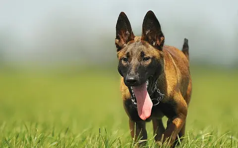 Malinois z językiem na wierzchu, gotowy do biegu. Sprawdź malinois cena, jeśli szukasz psa tej rasy.