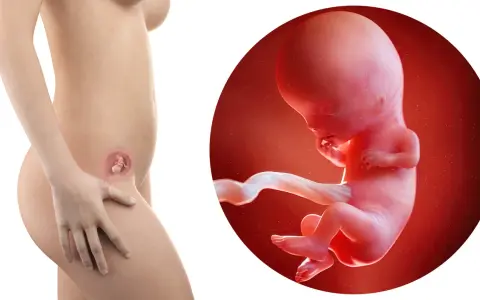Rozwój dziecka w 2 miesiącu ciąży. Widok płodu w macicy i jego zbliżenie.
