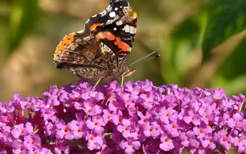 Motyl rusałka admirał na kwitnącej budlei. Pielęgnacja budlei przyciąga te piękne owady.