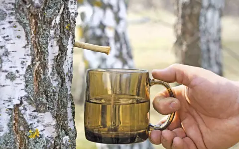 Frisch gezapftes Birkenwasser tropft in eine Tasse. Die natürliche Birkenwasser Wirkung ist bekannt für ihre erfrischenden und belebenden Eigenschaften.