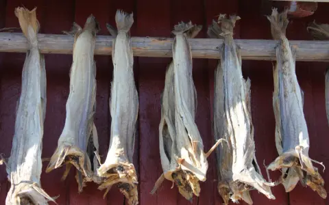 Getrockneter Fisch hängt an einem Holzgestell vor einer roten Wand. Ein traditionelles Gericht, das auch bei den Wikingern beliebt war: Wikinger essen.
