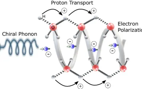 Chiraler Phonon löst Protonentransport und Elektronenpolarisation aus, was zu chemischer Energie führt.