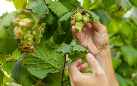 Händer som varsamt inspekterar omogna hasselnötter på en gren. Det är dags att beskära hassel för att ge plats åt nya skott.