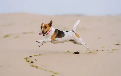 Radosny jack russell terrier w skoku na plaży, z obrożą i zawieszką. Zastanawiasz się nad jack russell terrier cena?