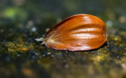 Eine Buchecker, die Frucht des Bucheckern Baums, liegt auf moosigem Untergrund.