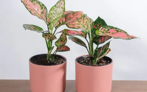 Dwa piękne kwiaty aglaonema w różowych doniczkach, z liśćmi w odcieniach zieleni i różu, stoją na drewnianym blacie.