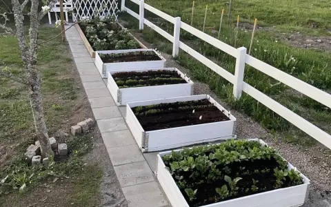 Rad med vita pallkragar fyllda med grönsaker och perenner. En vit staketlinje löper längs med trädgården.