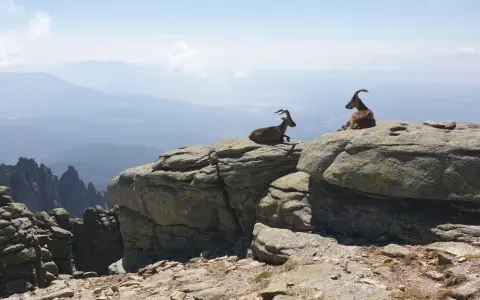 Dos cabras montesas descansan en las rocas, contemplando el vasto paisaje de las rutas sierra de Gredos.