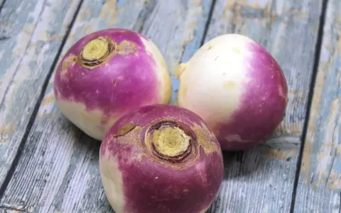 Trois navets violets et blancs sur une table en bois. Parfait pour une recette navet réconfortante.
