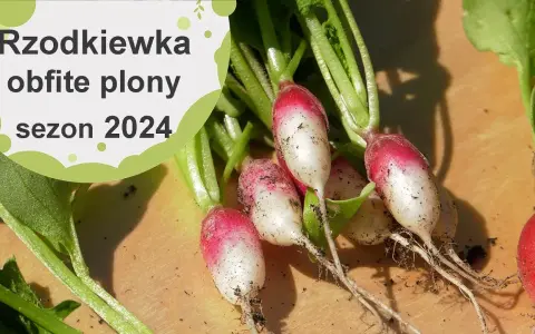 Kiedy jest sezon na rzodkiewki? Poznaj najlepszy czas na siew i zbiory