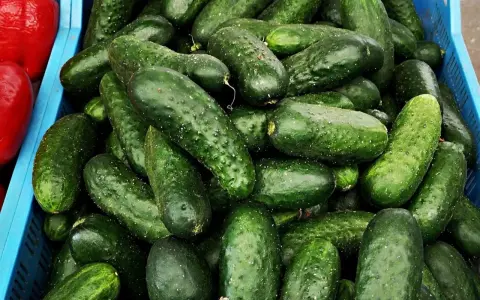 Mnóstwo świeżych ogórków gruntowych w niebieskiej skrzynce. Zastanawiasz się, ile kalorii ma ogórek gruntowy? Bardzo mało!
