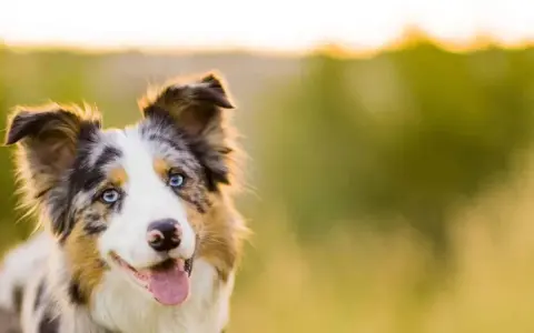 Piękny border collie z niebieskimi oczami, zadowolony i gotowy do zabawy. Zastanawiasz się, ile powinien jeść border collie?