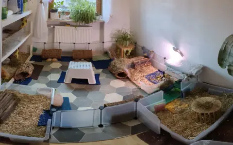 Meerschweinchen-Gehege mit viel Einstreu, Häusern und Spielzeug. Hier leben viele kleine Nager, die manchmal etwas stinken.