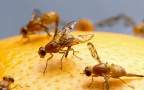 Moscas de la fruta sobre una naranja, un problema que requiere un tratamiento para la mosca de la naranja.