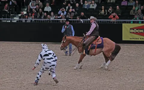 Eine Reiterin im Westernstil reitet ein Pferd, während eine Person im Kuhkostüm im Vordergrund steht.
