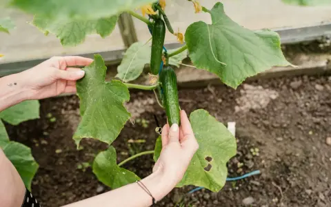 Mains d'une personne examinant un plant de concombre dans une serre, avec deux concombres verts mûrs et des fleurs jaunes.