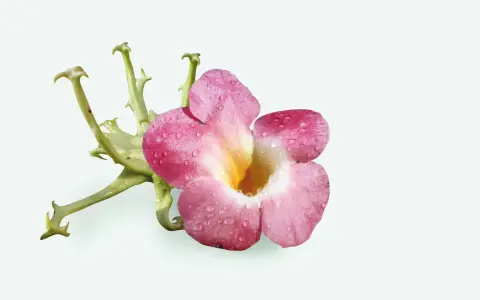 Fleur rose et verte, ornée de gouttes d'eau, évoquant une plante anti-inflammatoire pour les articulations.