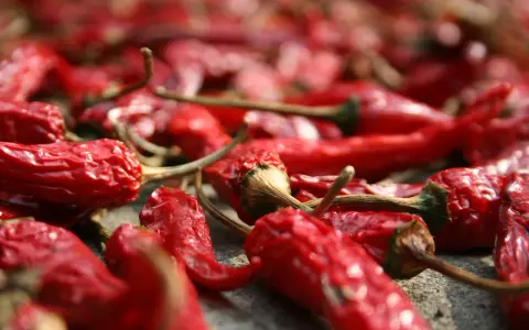 Viele rote Chilis liegen zum **chili trocknen** ausgebreitet. Ihre runzlige Oberfläche und die grünen Stiele sind gut erkennbar.