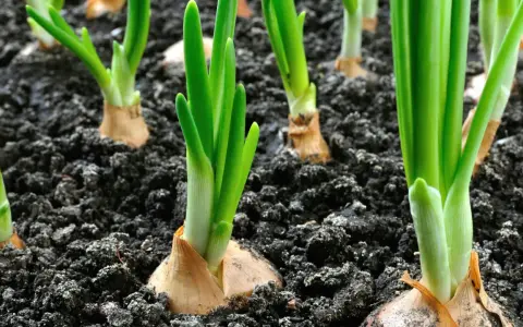 Germogli verdi spuntano dal terreno scuro, segno che è il momento di piantare cipolle.
