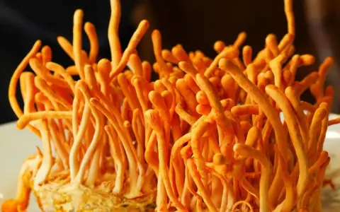 Pomarańczowe, podłużne grzyby cordyceps, znane ze swoich właściwości prozdrowotnych, wyrastają z jasnego podłoża.