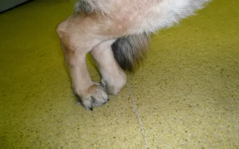 Pattes d'un chien atteint de myélopathie dégénérative, montrant une faiblesse et une démarche anormale.