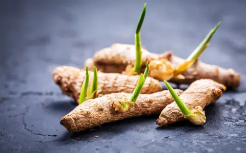 Des rhizomes de curcuma plante intérieur ou extérieur, avec de jeunes pousses vertes émergeant.