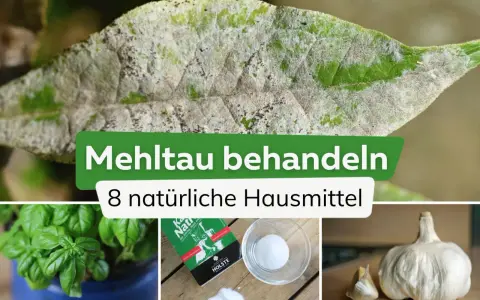 Ein Blatt mit Mehltau, daneben Basilikum, Salz und Knoblauch. Essig gegen Mehltau ist ein Hausmittel.