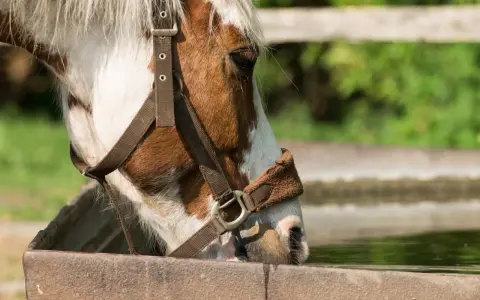 Un cheval boit dans un abreuvoir. La chaleur estivale rend l'eau fraîche bienvenue pour réguler la température du cheval.