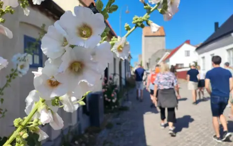 Vackra stockrosor blommar längs en kullerstensgata där en grupp människor följer med på guidade turer i en svensk stad.