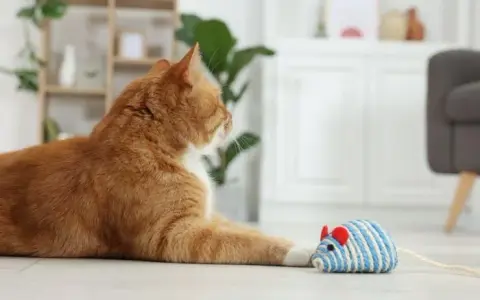 Zabawka dla kota DIY: proste pomysły na tanie i kreatywne zabawki
