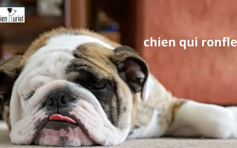 Gros plan sur un bouledogue endormi, la langue sortie, un vrai chien qui ronfle.