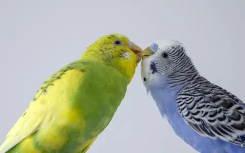 Due cocorite, una gialla e una blu, si baciano. Per capire come si vede se una cocorita deve fare le uova, osserva il suo addome.