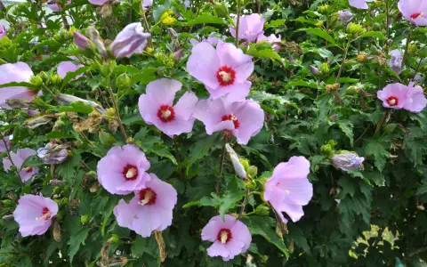 Hibiskus ogrodowy: Jak przycinać, by kwitł obficie? Poradnik