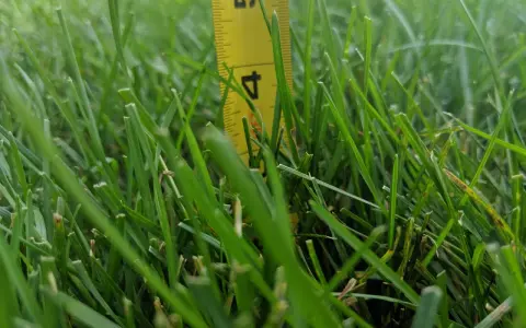 A yellow measuring tape shows the kentucky bluegrass mowing height is around 4.5 inches.