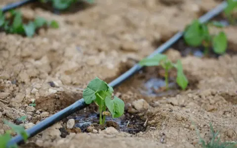 Młode rośliny otrzymują wodę dzięki systemowi **podlewania kropelkowego**. Woda powoli sączy się z rury, nawadniając glebę wokół korzeni.