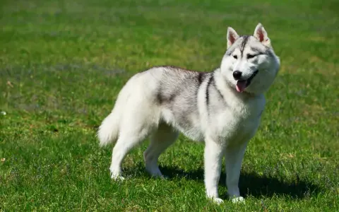 Piękny alaskan malamute na zielonej trawie. Zastanawiasz się nad jego ceną?