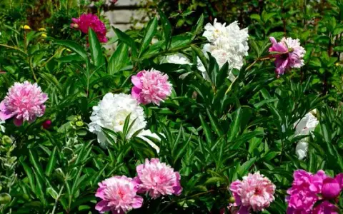 Kiedy jest sezon na peonie? Poznaj najlepszy czas na kwitnienie