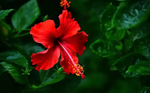 Une fleur d'hibiscus rouge vif s'épanouit, ses pétales délicats contrastant avec le feuillage vert profond. Une belle exposition hibiscus.