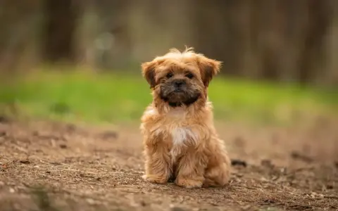 Uroczy shorkie siedzi na leśnej ścieżce, z zaciekawieniem patrząc w obiektyw.