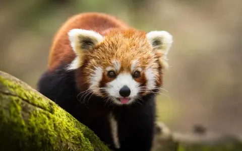 Ein niedlicher Roter Panda leckt sich die Zunge im Zoo Lissabon.
