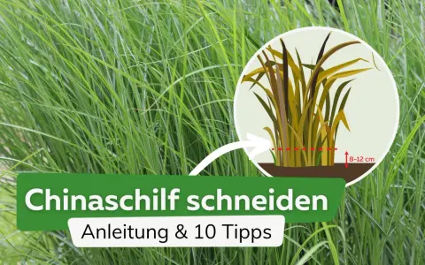 Anleitung zum Chinaschilf schneiden: Ein Kreis zeigt, wie man das Gras auf 8-12 cm zurückschneidet.
