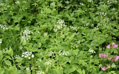 Gęsty kobierzec zieleni z drobnymi białymi kwiatami i kilkoma różowymi dzwonkami. Ekspansywne rośliny okrywowe tworzą bujny, naturalny krajobraz.