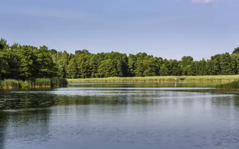 Spokojne jezioro koło Wrocławia otoczone gęstym lasem i trzcinami. Idealne miejsce na relaks.