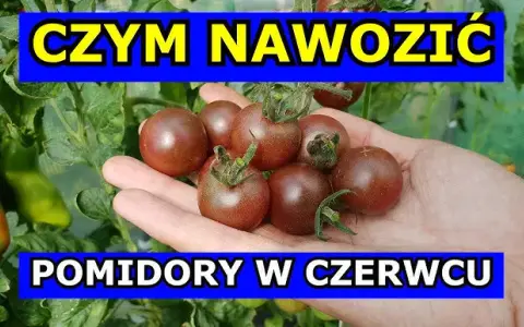 Najlepszy nawóz pod pomidory i ogórki – uniknij błędów w uprawie
