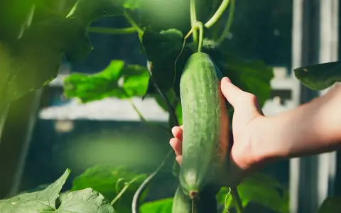 Main verte, une main cueille un concombre mûr, témoignant de l'évolution de la plante concombre dans un jardin.