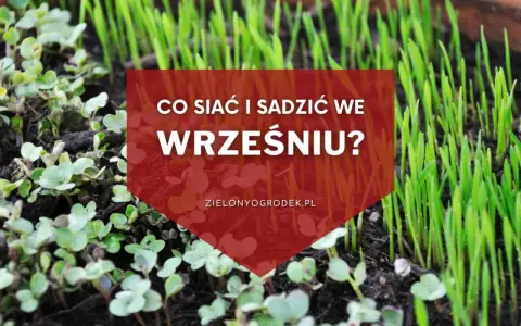 Młode kiełki i trawa na ziemi. Napis: "Co siać i sadzić we wrześniu?". Idealny czas na jesienne plony.