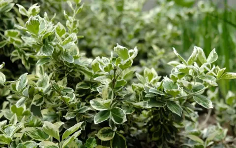 Immergrüner Bodendecker mit weiß-grünen Blättern, ideal für schattige Bereiche im Garten.