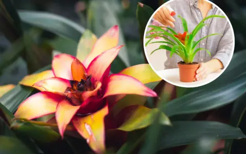 Kwiat bromelia w pełnym rozkwicie, z ognistymi płatkami. W okręgu widać dłonie spryskujące mniejszą bromelię.