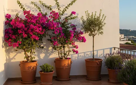 Magnifique idee jardiniere terrasse : bougainvilliers roses éclatants, olivier élégant et lavande parfumée dans des pots en terre cuite.