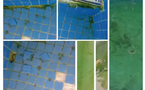 La piscina está cubierta de algas verdes, cubriendo las baldosas azules y el fondo.